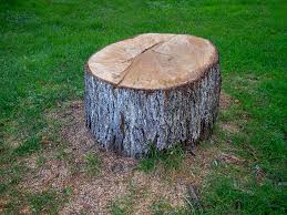 Best Root Management and Removal  in Dayton, TN