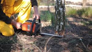  Dayton, TN Tree Removal Pros