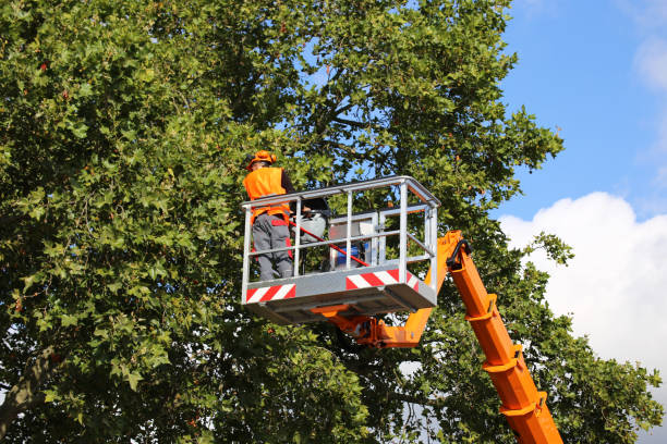 Best Tree Health Inspection  in Dayton, TN