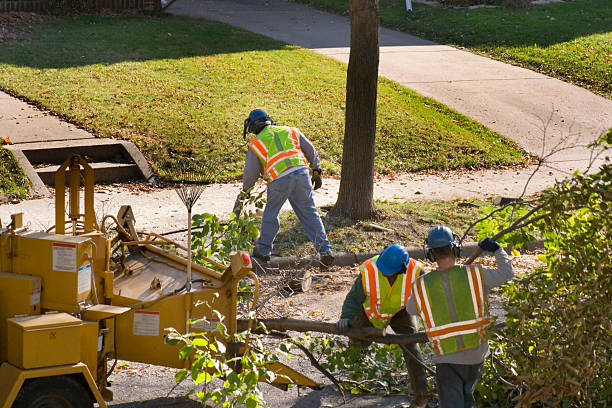 Best Fruit Tree Pruning  in Dayton, TN