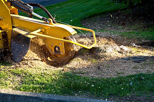 Best Lawn Watering Services  in Dayton, TN